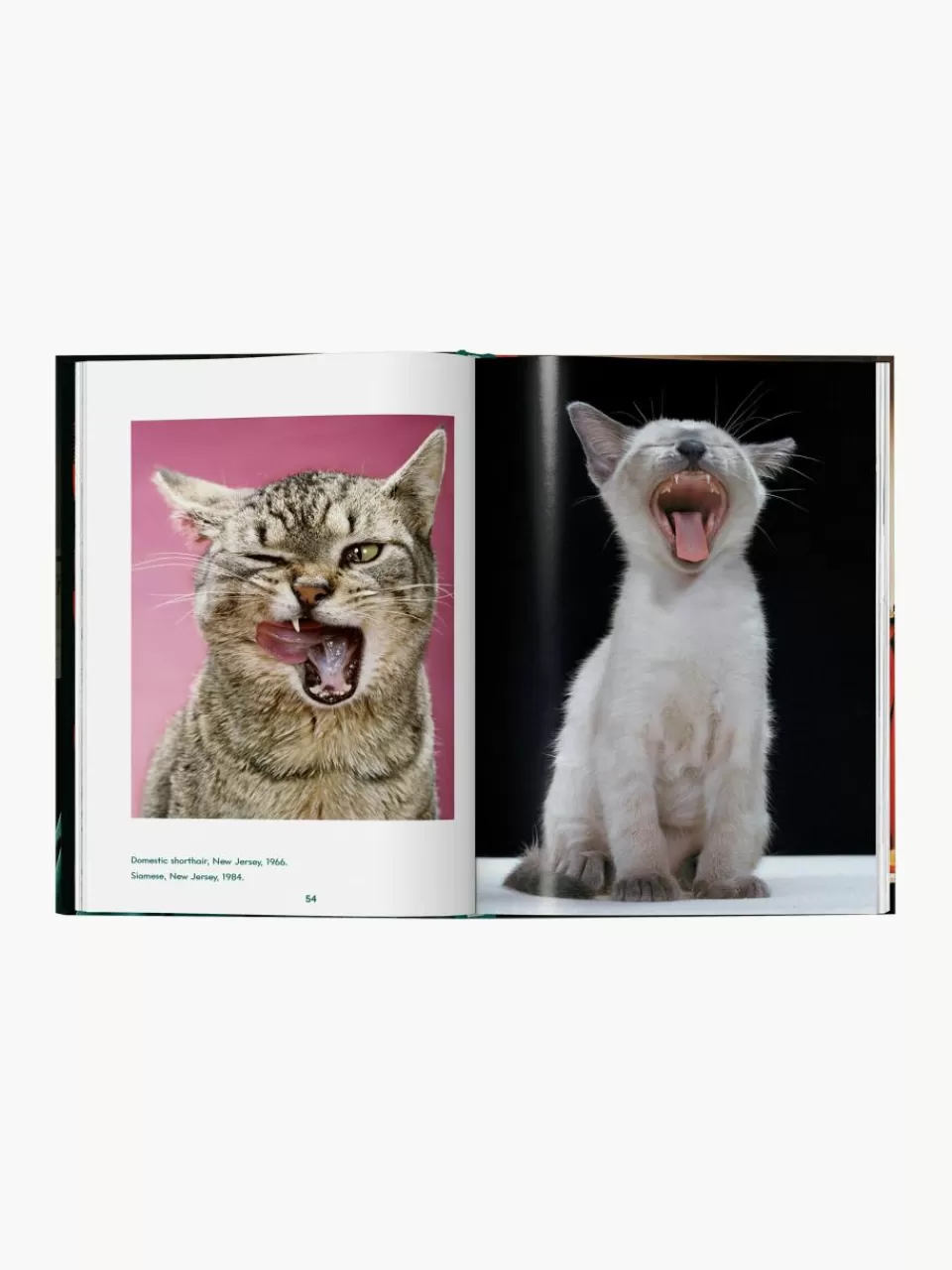 Westwing Geïllustreerd boek Cats. Photographs 1942–2018 | Decoratie | Fotoboeken